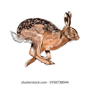 Hare, rabbit from a splash of watercolor, colored drawing, realistic. Vector illustration of paints