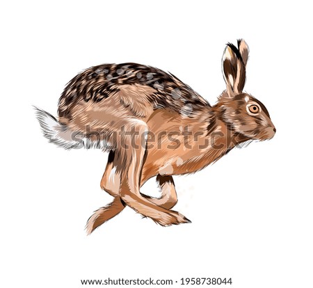 Hare, rabbit from a splash of watercolor, colored drawing, realistic. Vector illustration of paints