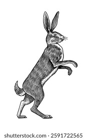 Hare or rabbit standing on feet. ready to fight symbol of ecology. Wild animal in old ink tradition style hand drawn or engraved for web or label.
