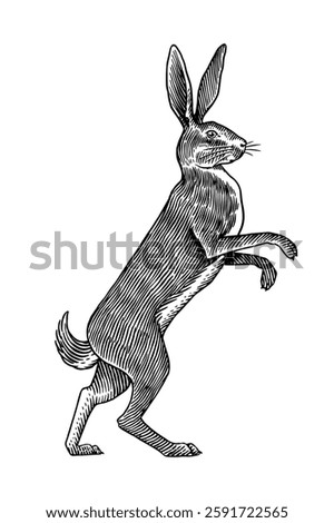 Hare or rabbit standing on feet. ready to fight symbol of ecology. Wild animal in old ink tradition style hand drawn or engraved for web or label.