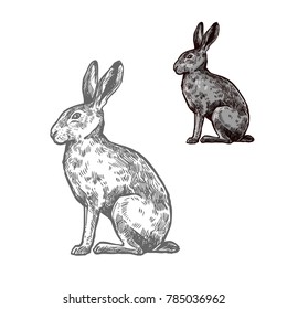 Hare or rabbit wild animal isolated sketch. Bunny, herbivorous mammal with long ears and grey fur for hunting sport and wildlife fauna symbol or t-shirt print design