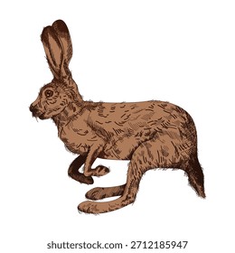 Hase realistische Zeichnung, Vektorgrafik
