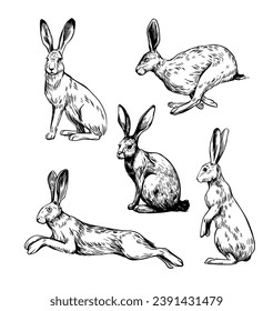 Hare. set of realistic illustrations, hand drawn vector sketches