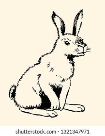 Hare sitting. Hand draw vector illustration with pen and ink. Black and white classic drawing.