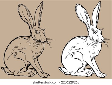 Hare sitting. vector black and white line drawing. For your design and coloring books. Isolated drawing. Hand-drawn.