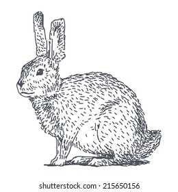 Hare sketch drawing isolated on white background