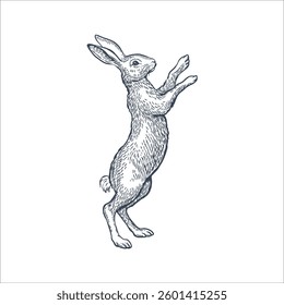 Hare standing on hind legs on white background. Line art vector illustration
