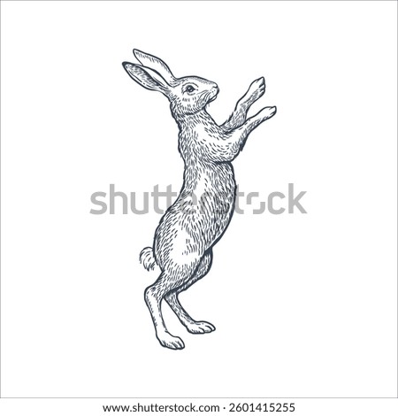 Hare standing on hind legs on white background. Line art vector illustration
