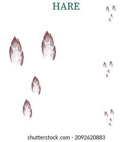 hare steps, footprint, trail. squirrel tracks. Typical footprints 