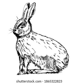 
Hare. Vector black and white sketch.Hand drawing