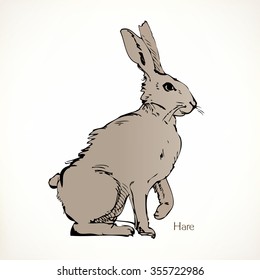 Hare, vector illustrations