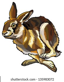 hare vector picture isolated on white background