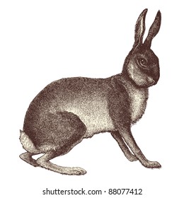 Hare - Vintage engraved illustration - "Cent récits d'histoire naturelle" by C.Delon published in 1889 France