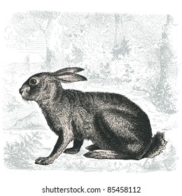 Hare - vintage engraved illustration - "Histoire naturelle" by Buffon and Lacépède published in 1881 France