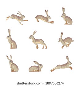 Hare wild animal set vector illustration. Funny rabbit character in various poses cartoon design. Flat style isolated on white background.