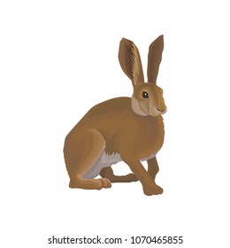 Hare wild northern forest animal vector Illustration on a white background