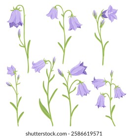 harebell, Scottish bluebell, forest flowers, Campanula rotundifolia, vector drawing wild plants at white background, floral element, hand drawn botanical illustration