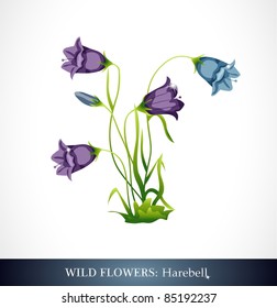 Harebell, Wild flower. Beautiful bright colors