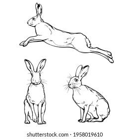 Hares, black and white drawing. Vector illustration isolated on a white background.