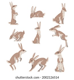 Hares and Jackrabbits as Swift Animal with Long Ears and Grayish Brown Coat Vector Set