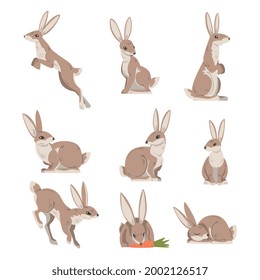 Hares and Jackrabbits as Swift Animal with Long Ears and Grayish Brown Coat Vector Set