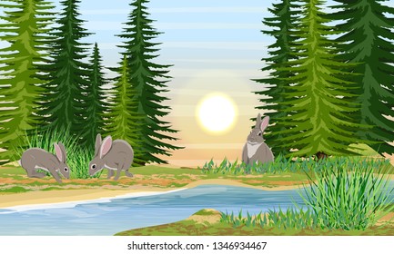 Hares on the river bank. River bank with grass, trees and bushes. Sunset or sunrise in summer. Wild nature of Russia, Europe, USA and Canada. Realistic Vector Landscape