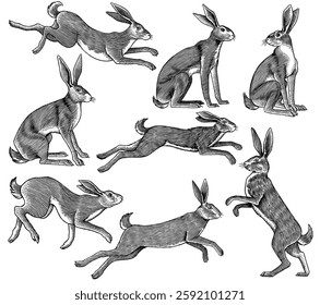 hares or rabbits sitting and jumping, in old vintage traditional style, hand drawn made by pen and ink. big set of engraved wild farm animals for labels or web design