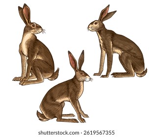 hares or rabbits sitting , in old vintage traditional style, hand drawn made by pen and ink. big set of engraved wild farm animals for labels or web design