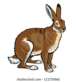  hare,sitting rabbit,  vector picture isolated on white background,side view