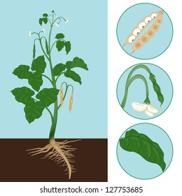 haricot as a plant with details of the leaf, inflorescence and seeds