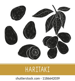 Haritaki. Terminalia chebula. Plant. Black silhouette on white background. Fruit, leaves, branch. Set.