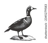 Harlequin duck (Histrionicus histrionicus). Doodle sketch. Vintage vector illustration. 