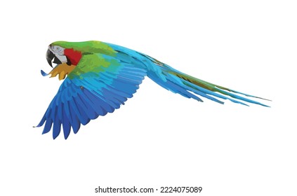 Harlequin macaw parrot flying isolated on white background. Vector Illustration