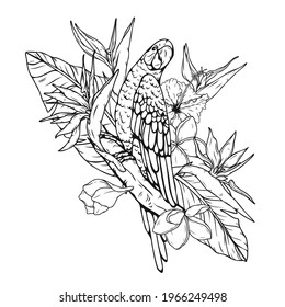 Harlequin Macaw with tropical leaves and flowers.Bird vector hand draw.Tattoo art.Illustration clip art.Graphic print on t-shirt