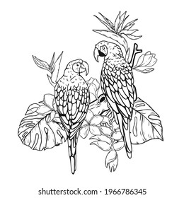 Harlequin Macaw with tropical leaves and flowers.Bird vector hand draw.Tattoo art.Illustration clip art.Graphic print on t-shirt