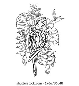 Harlequin Macaw with tropical leaves and flowers.Bird vector hand draw.Tattoo art.Illustration clip art.Graphic print on t-shirt