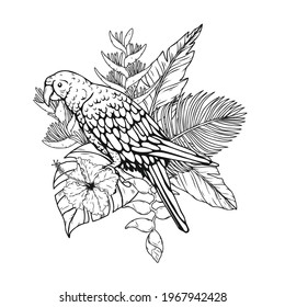 Harlequin Macaw with tropical leaves and flowers.Bird vector hand draw.Tattoo art.Illustration clip art.Graphic print on t-shirt