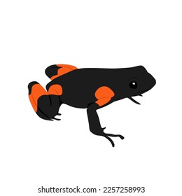 Harlequin Mantella, Mantella cowanii, un diseño de vectores de rana venenosa pequeña, negra y naranja, imagen de png con fondo transparente