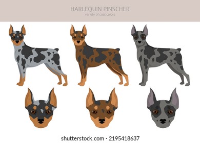 Harlequin pinscher clipart. Different poses, coat colors set.  Vector illustration