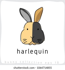 Harlequin : Rabbit Breed Collection : Vector Illustration