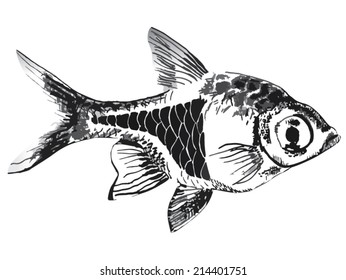 Harlequin rasbora, Trigonostigma heteromorpha. Hand drawn illustration, isolated on white background.