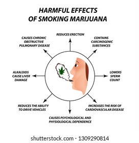 The harmful effects of smoking marijuana. Harmful properties of smoking cannabis. Cannabinoid, hemp. Marijuana leaf. Infographics. Vector illustration on isolated background