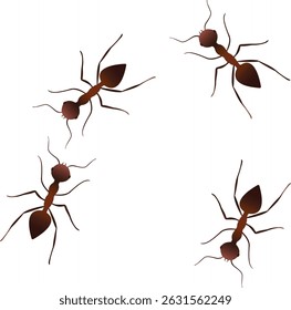 Harmless Ants Line Illustration Isolated on White Background