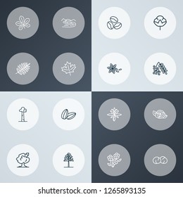 Harmony icons line style set with chickpeas, rowan, maple and other hazelnut leaves elements. Isolated vector illustration harmony icons.
