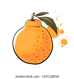 Harnabong orange. Hand drawn vector illustration
