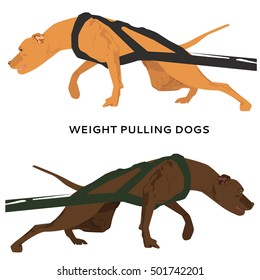 Harnessed dogs pulling hard. Dog training in weight pulling sport. Weight pulling dogs isolated on white background.