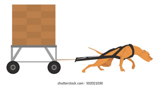 Harnessed Pit bull pulls the cargo. Dog weight pulling sport illustration. Dog training for weight pulling sport competition.