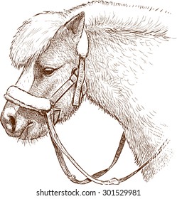 harnessed pony