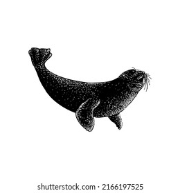 Harp Seal hand drawing vector illustration isolated on white background