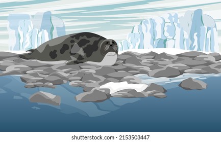 Harp seal on an ocean pebble shore with a glacier in the background. Realistic vector landscape